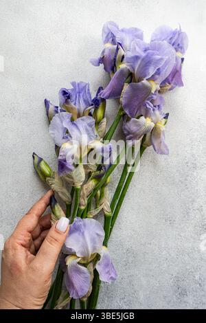 Abgeschnittene, nicht erkennbare Frauenhand, die wunderschöne lila Iris-Blüten vor einem strukturierten grauen Hintergrund hält. Stockfoto