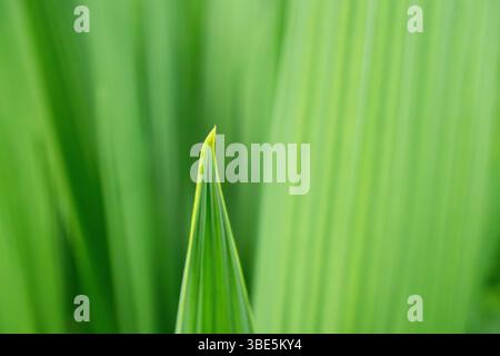 Nahaufnahme eines leuchtend grünen Pflanzenblattes mit scharfer Spitze vor einem sanft verschwommenen grünen Hintergrund. Das Bild hebt die Eleganz der Natur und die sim-karte hervor Stockfoto
