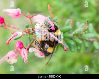 Eine Nahaufnahme einer Hummel, die auf einer leuchtend rosa Blume thront, umgeben von üppig grünem Laub in einem Garten. Dieses Bild zeigt das Wesen von Natu Stockfoto