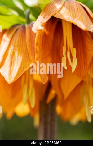 Eine detaillierte Nahaufnahme der lebendigen imperialen Haselhühner-Blüten mit ihren satten orangen Blüten und ihrer zarten Struktur. Das Bild erfasst natürlich b Stockfoto