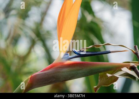 Nahaufnahme einer lebendigen Strelitzia-Blume, auch bekannt als Paradiesvogel, mit ihren markanten orange und blauen Farben vor einem üppigen grünen Hintergrund Stockfoto