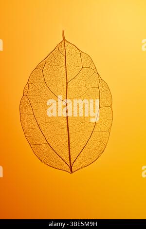 Nahaufnahme eines empfindlichen Blattskeletts mit komplizierten Venenmustern. Die transparente Textur wird vor einem leuchtenden orangefarbenen Hintergrund hervorgehoben Stockfoto