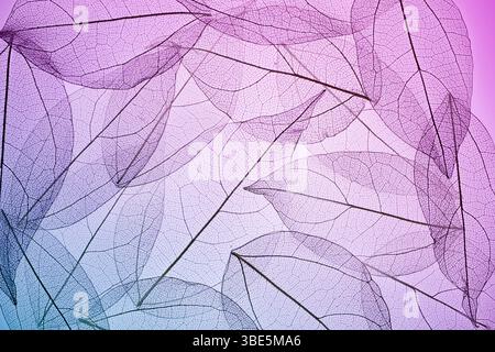 Eine heitere Komposition von Blättern, die ihre komplizierten Skelettstrukturen in sanften violetten und rosa Tönen zeigen. Dieses Bild erfasst die feinen Details und Details Stockfoto