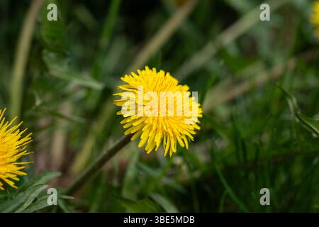 Eine lebendige Löwenzahnblüte blüht hell auf einer üppig grünen Wiese. Die gelben Blütenblätter heben sich vom kontrastierenden Hintergrund ab und symbolisieren die Natur. Stockfoto
