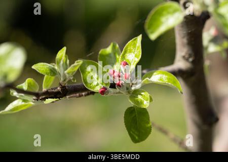 Nahaufnahme zarter Apfelbaumblüten mit leuchtend grünen Blättern an einem Frühlingstag, die das Wesen der Erneuerung der Natur und den frischen Anfängen in einfangen Stockfoto