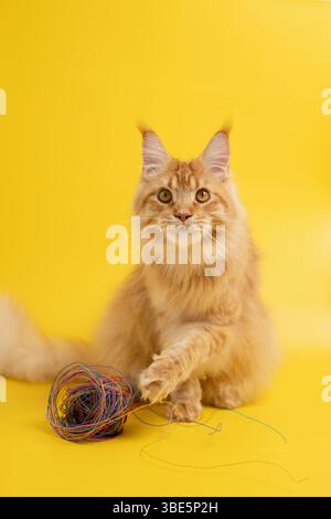 Eine flauschige Ingwerkatze, die mit einem bunten Spielzeug auf einem leuchtend gelben Hintergrund spielt. Die Szene fängt die verspielte Natur und Schönheit dieses bezaubernden feli ein Stockfoto