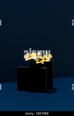 Eine auffällige Präsentation von Bidens aurea, auch bekannt als Aceitilla, in modernem minimalem Stil vor dunkelblauem Hintergrund. Die gelbe Flowe Stockfoto
