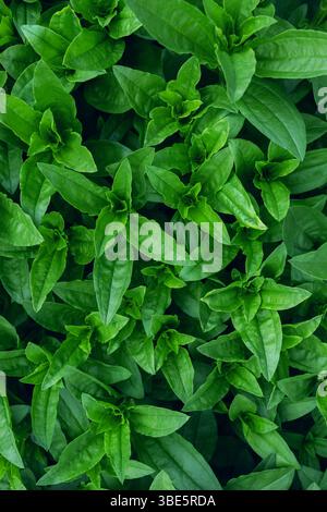 Lebendige und frische Wildblätter bedecken den Rahmen dicht und zeigen eine Textur aus leuchtend grünem Laub, die perfekt für Naturmotive geeignet ist. Stockfoto