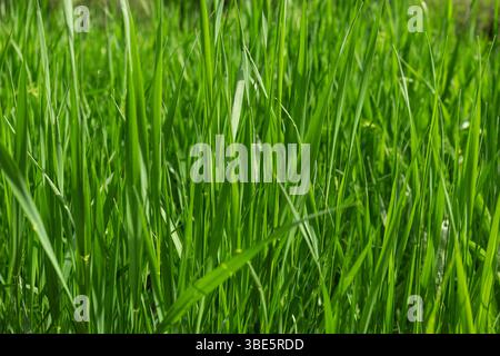 Nahaufnahme von leuchtendem, grünem Gras, das in natürlichem Sonnenlicht getaucht ist und die satte Textur und Farbe der Klingen vor einem unscharfen Hintergrund zeigt. Stockfoto