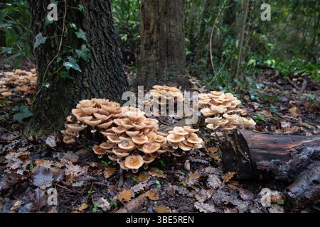 Auf dem Waldboden wächst eine Gruppe wilder Pilze zwischen gefallenen Blättern und Baumstämmen. Die natürliche Umgebung unterstreicht die reiche Artenvielfalt Stockfoto