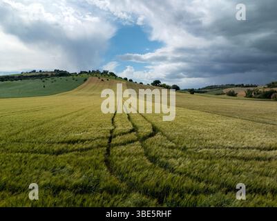 Malerische Landschaft mit einem goldenen Weizenfeld mit sichtbaren Traktorspuren unter teilweise bewölktem Himmel in Mittelitalien. Ruhige ländliche Umgebung Stockfoto