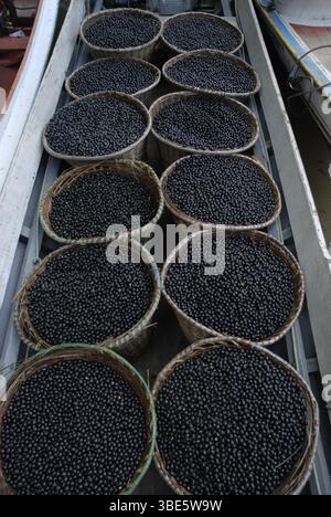Körbe gefüllt mit frisch geernteten açaí-Beeren warten auf den Transport von der Waldregion Igarapé-Mirim zum Hafen von Belém, Pará, Brasilien. Stockfoto