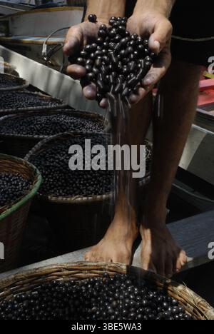 Körbe gefüllt mit frisch geernteten açaí-Beeren warten auf den Transport von der Waldregion Igarapé-Mirim zum Hafen von Belém, Pará, Brasilien. Stockfoto
