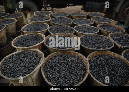 Körbe gefüllt mit frisch geernteten açaí-Beeren warten auf den Transport von der Waldregion Igarapé-Mirim zum Hafen von Belém, Pará, Brasilien. Stockfoto