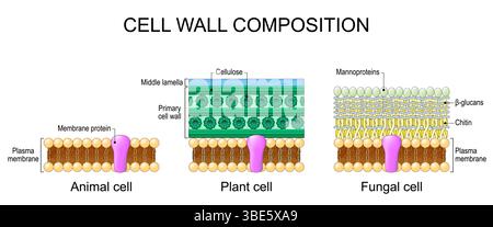 Zellwandzusammensetzung. Vergleichsstruktur und Anatomie der Lipidbilayer-Plasmamembran beim Tier. Mittlere Lamelle, primäre Zellwand mit Cellulose i Stock Vektor