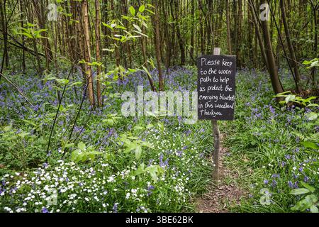 Halten Sie sich an das Wegschild in einem Blauglockenwald in Bloom, Kent, Großbritannien Stockfoto