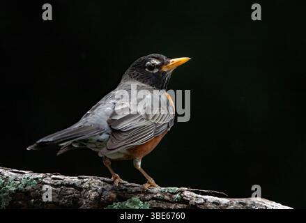 Nahaufnahme eines amerikanischen Robins auf einem Ast mit schwarzem Hintergrund. Stockfoto