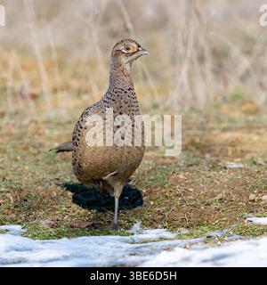Ringneck Fasan, Phasianus colchicus im wilden Winter. Nahaufnahme. Stockfoto