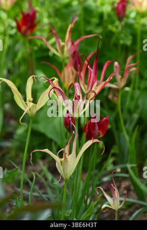 Rote und gelbe Frühlingsblumen der Arten oder gehörnte Tulpe, Tulipa acuminata UK Garden May Stockfoto