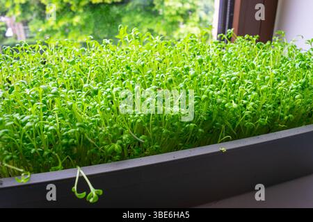 Detaillierte Darstellung der Gartenkresse (Lepidium sativum), ein Mikrogrün, das in einem Tablett auf einer Fensterbank wächst Stockfoto