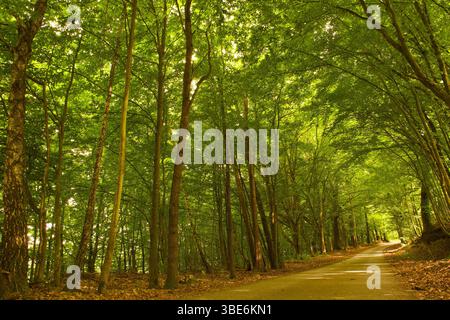 Friedliche Forststraße umgeben von hohen grünen Bäumen. Stockfoto