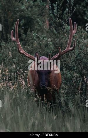 Stier im Grass des Banff National Park Stockfoto
