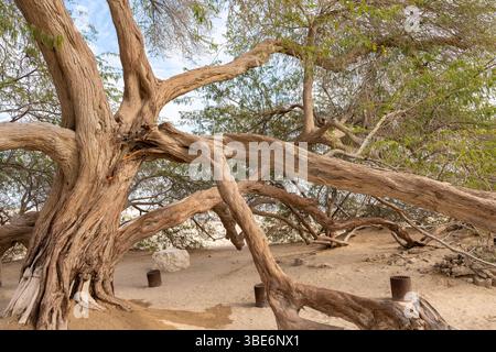 Knorriger Stamm und ausbreitende Äste des berühmten Baumes des Lebens schaffen natürliche Skulpturen in der Wüste Bahrains unter hellblauem Himmel. Stockfoto