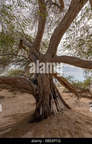 Der antike Mesquite-Baum mit verdrehten Ästen steht allein in der Wüste Bahrain und schafft das geheimnisvolle Wahrzeichen des Lebensbaums unter klarem Himmel. Stockfoto