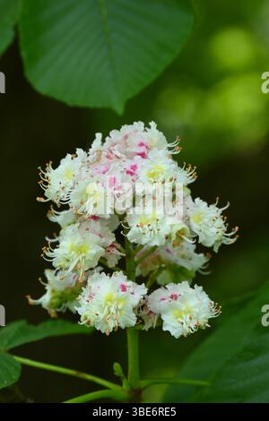 Weiße rosa und gelbe Frühlings-/Sommerblumen von Rosskastanie, Aesculus hippocastanum oder Konkerbaum UK May Stockfoto