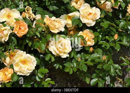Halb-Doppel, Frühlingsaprikosenfarbene Rosenblumen UK Garden Mai Stockfoto