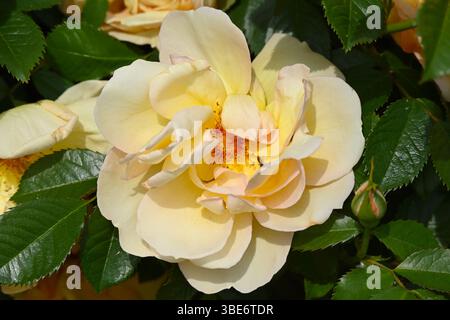 Halb-Doppel, Frühlingsaprikosenfarbene Rosenblumen UK Garden Mai Stockfoto
