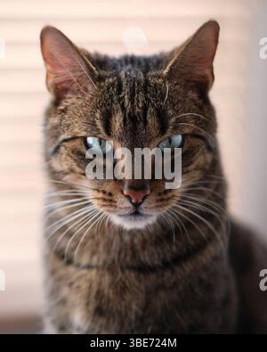 Nach vorne gerichtetes Porträt einer Tabbykatze mit auffälligen grünen Augen, die drinnen in natürlichem Licht sitzt, mittig im Rahmen mit sanfter Hintergrundunschärfe Stockfoto