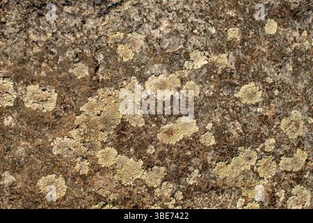 Trockene Flechte und Moos auf dunklem Stein. Natürlicher Hintergrund Stockfoto