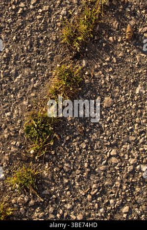 Asphaltstruktur mit Gras in Nahaufnahme. Stockfoto