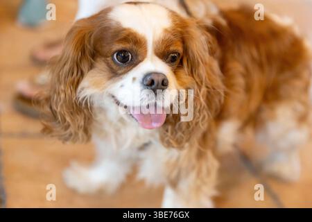 Entzückender Kavalier King Charles Spaniel Hündchen mit weichem Fell Stockfoto