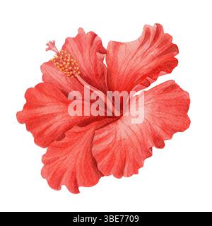 Rot-chinesischer Hibiskus handgezeichnete botanische Aquarellillustration von rosa sinensis. Blumenkopfzeichnung mit farbenfroher, realistischer Textur. Perfekt für Stockfoto