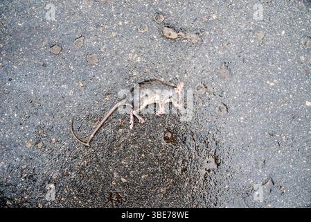 Eine tote Kanalratte, zerquetscht auf einer Asphaltstraße. Krankheitsverursachendes Nagetier. Brasilien Stockfoto