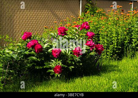Pfingstrosenpflanze im Blütestadium mit maltesischen Kreuzblumen und Zaun auf dem Hintergrund Stockfoto