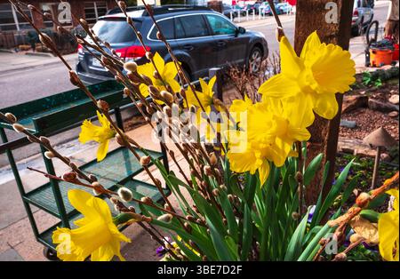 Leuchtend gelbe Narzissen in einem Pflanzgefäß begrüßen die Gäste am Eingang eines Gartenvorrats und Kindergartengeschäfts. Stockfoto