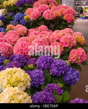 Hortensie Blumen in verschiedenen Farben und Farben in einem lokalen Garden Center Store. Stockfoto