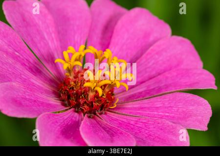 Nahaufnahme einer rosa Zinnia-Blume mit gelben Antheren. Wildblumengarten, Gartenbau und Bestäuberlebensraumkonzept. Stockfoto