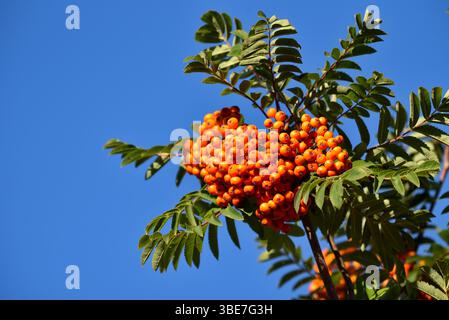 Rowan. Die Rowans oder Bergasche sind Sträucher oder Bäume der Gattung Sorbus der Rosenfamilie Rosaceae. Stockfoto