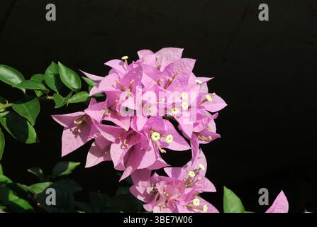 Eine Gruppe von leuchtend rosa Blumen auf einer Bougainvillea Pflanze in einem tropischen Garten Stockfoto