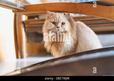 Eine gelbe britische Langhaarkatze, die drinnen auf dem Balkon steht und sich in der Sonne sonnt, während sie die Brise genießt Stockfoto