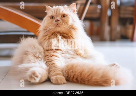 Eine gelbe britische Langhaarkatze, die drinnen auf dem Balkon steht und sich in der Sonne sonnt, während sie die Brise genießt Stockfoto
