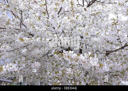 : Heian-Schrein, Shinto-Schrein und Landschaftsgärten in Okazaki Nishitennocho, Sakyo Ward, Kyoto, Japan Stockfoto
