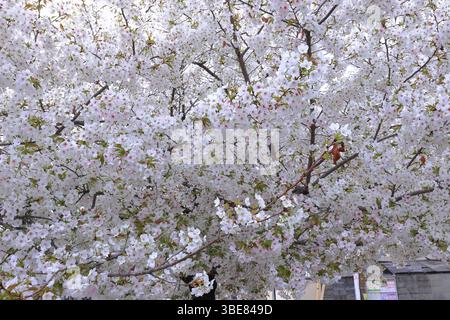 : Heian-Schrein, Shinto-Schrein und Landschaftsgärten in Okazaki Nishitennocho, Sakyo Ward, Kyoto, Japan Stockfoto