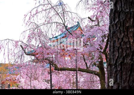 : Heian-Schrein, Shinto-Schrein und Landschaftsgärten in Okazaki Nishitennocho, Sakyo Ward, Kyoto, Japan Stockfoto