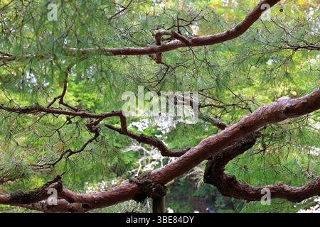 Heian-Schrein, Shinto-Schrein und Landschaftsgärten in Okazaki Nishitennocho, Sakyo Ward, Kyoto, Japan Stockfoto