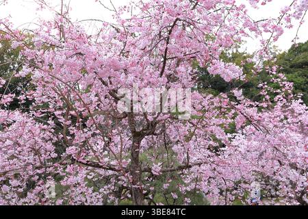 Heian-Schrein, Shinto-Schrein und Landschaftsgärten in Okazaki Nishitennocho, Sakyo Ward, Kyoto, Japan Stockfoto